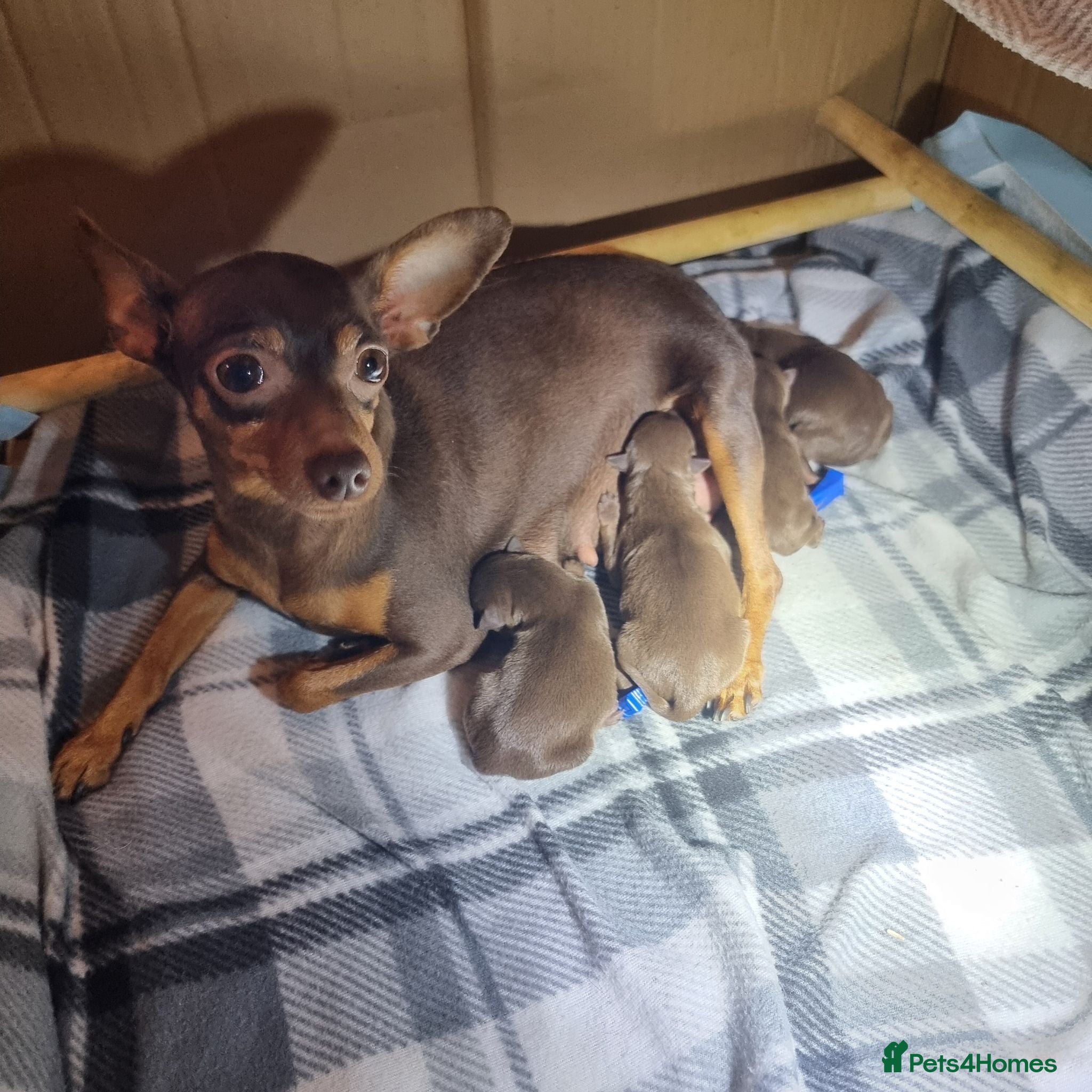 Miniature Pinscher dogs KC registered Miniature Pinscher chocolate and tan - Advert 2