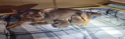 Miniature Pinscher dogs for sale: KC registered Miniature Pinscher chocolate and tan - Advert 5