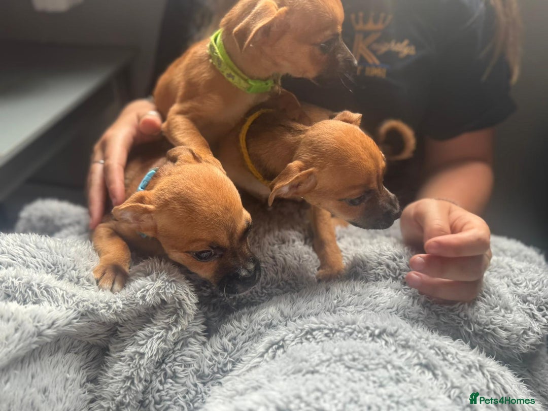 Mixed Breed dogs for sale: Chihuahua puppies £300 - Image 3