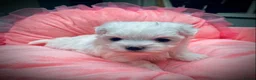 Maltese dogs for sale: ✨Outstanding kc registered Korean Maltese puppies✨ - Advert 18