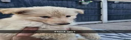 German Shepherd dogs for sale: 8 pups available   in Doncaster - Advert 4