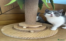 British Shorthair cats for sale: Pedigree British Shorthair Kittens - Image 38