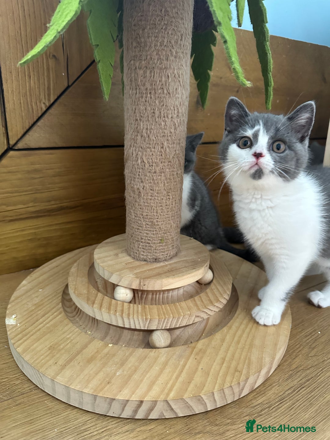 British Shorthair cats for sale: Pedigree British Shorthair Kittens - Image 38