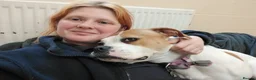 Boxer dogs for adoption: Skye  - Advert 1