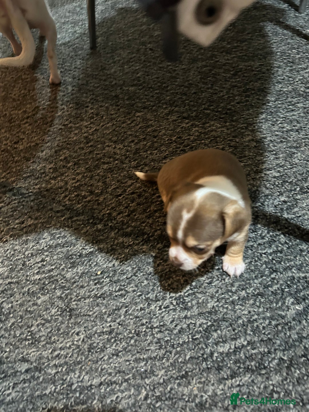 Chihuahua dogs for sale: Puppy  - Image 25