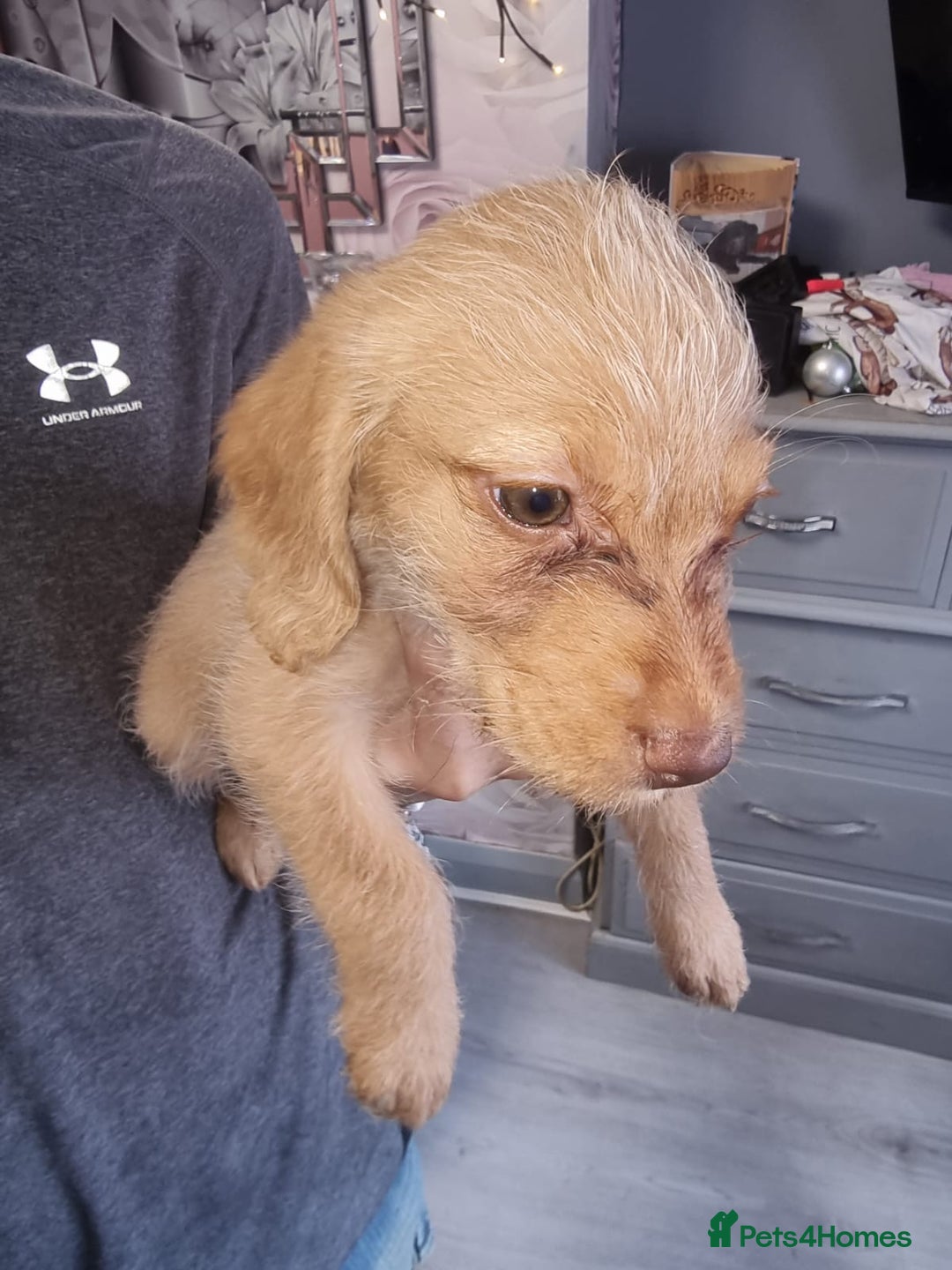 Mixed Breed dogs for sale: Labrador x cockapoo puppies - Image 16