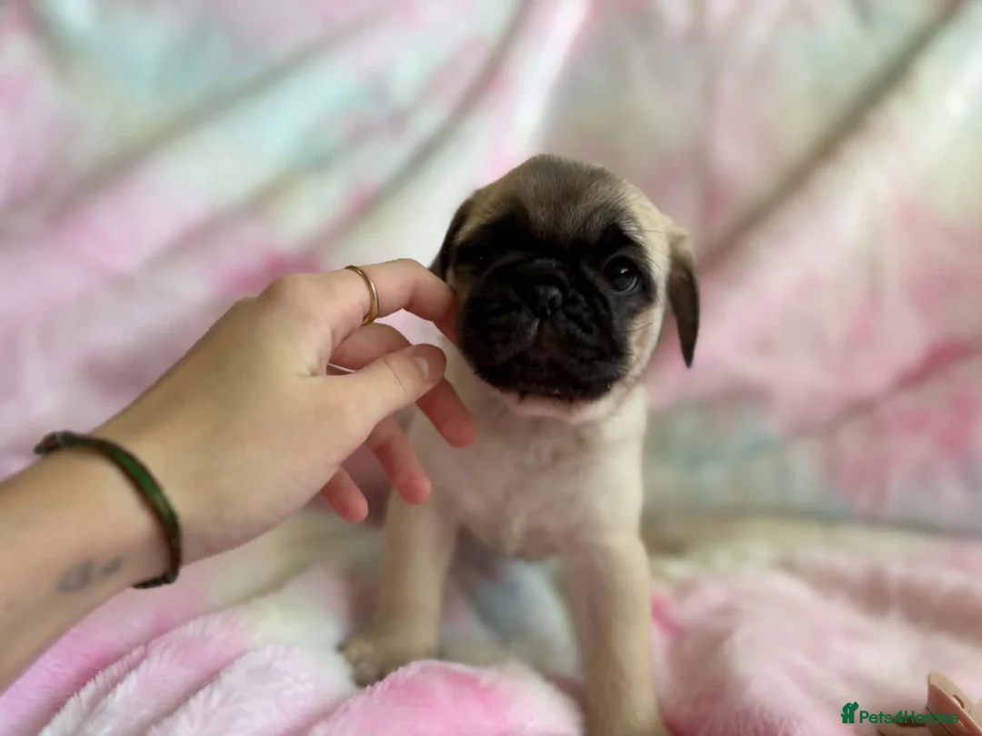 Pug dogs for sale: Beautiful pug puppies (4 males) available in Tiverton - Advert 2