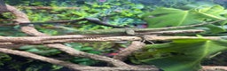 Lizard reptiles for sale: Chinese water Dragon and complete set up for sale - Advert 3