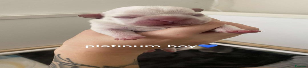 French Bulldog Puppy 2