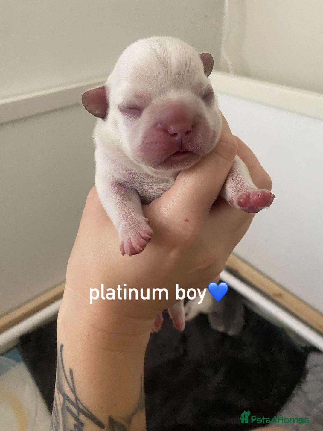 French Bulldog dogs for sale: Beautiful frenchie puppies 🐶  - Image 2