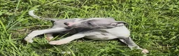 Whippet dogs for sale: KC registered whippet puppies  - Advert 12