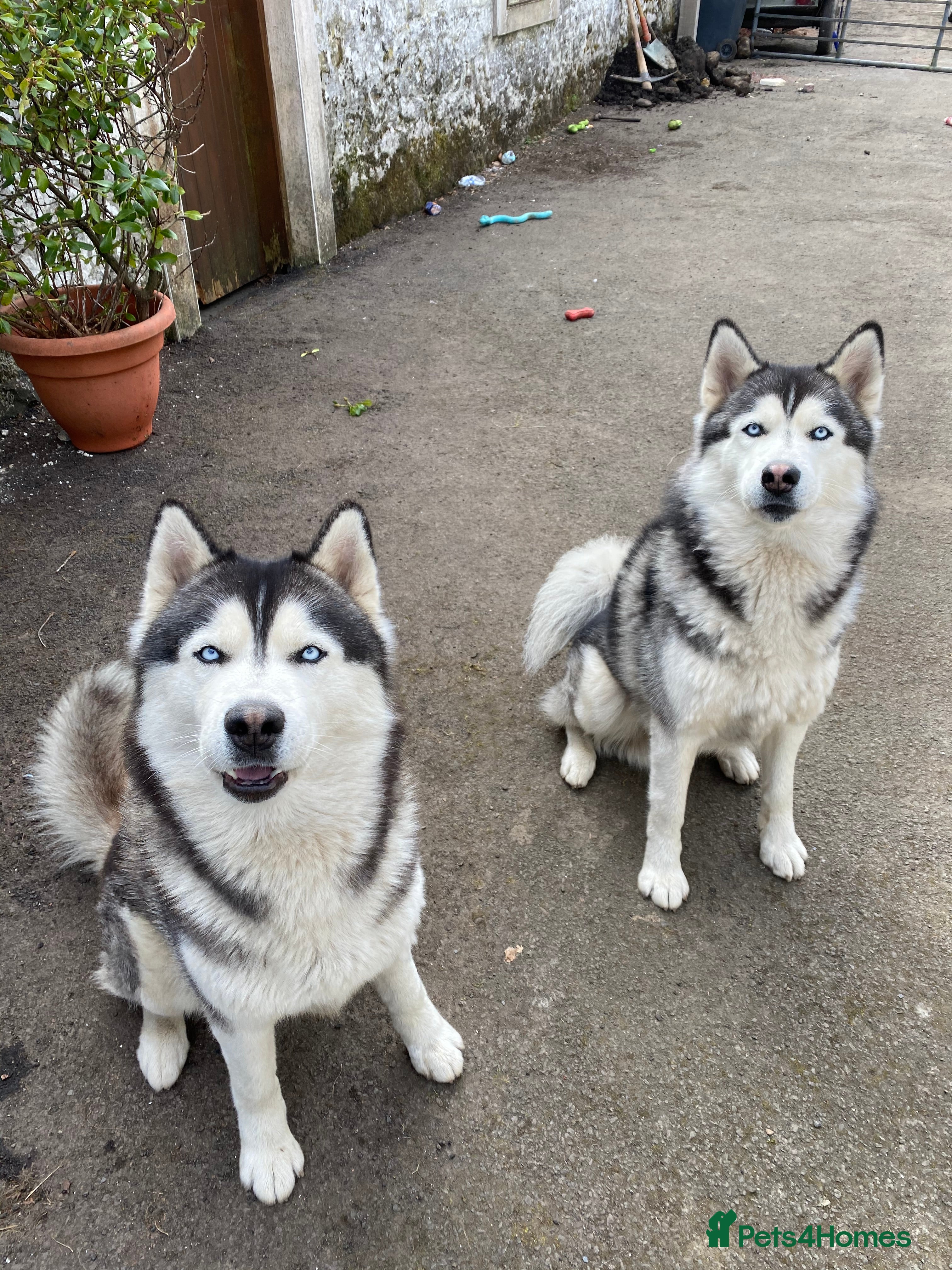 Siberian Husky dogs Max and blaze for stud - Advert 1