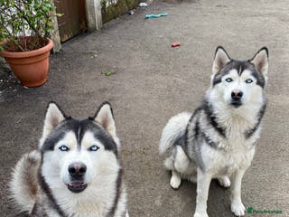 Siberian Husky dogs Max and blaze for stud - Advert 1