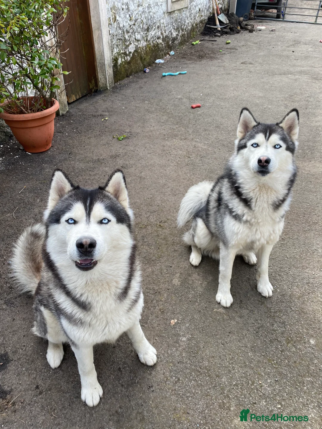 Siberian Husky dogs for stud: Max and blaze for stud - Advert 1