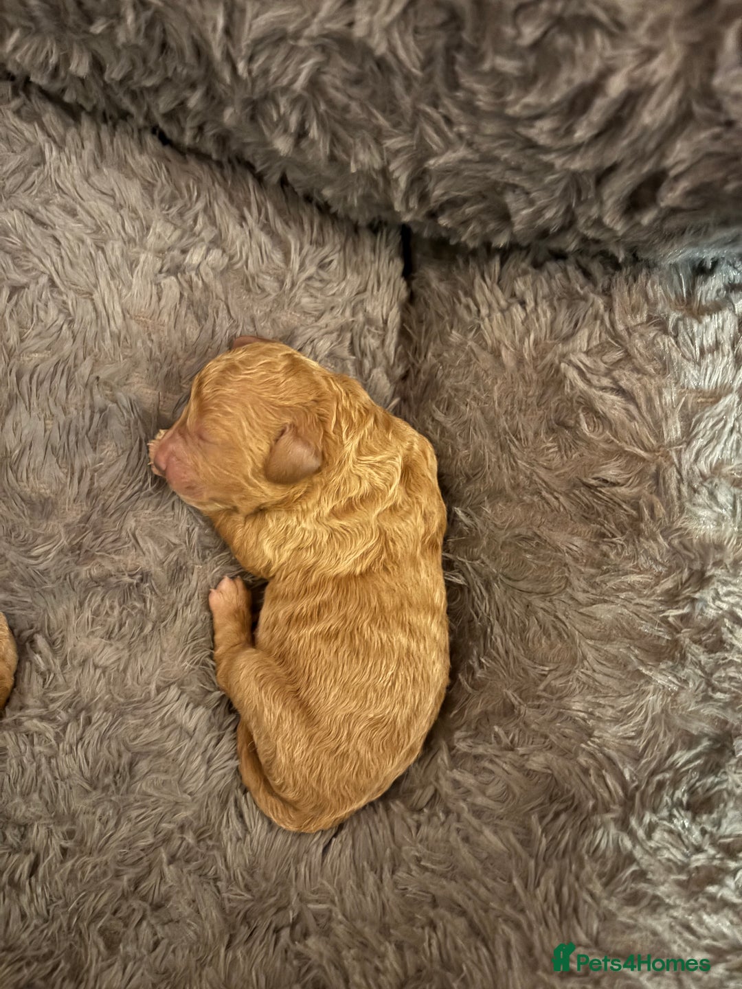 Cavapoo dogs for sale: Beautiful cavapoo puppies from a family home - Image 7