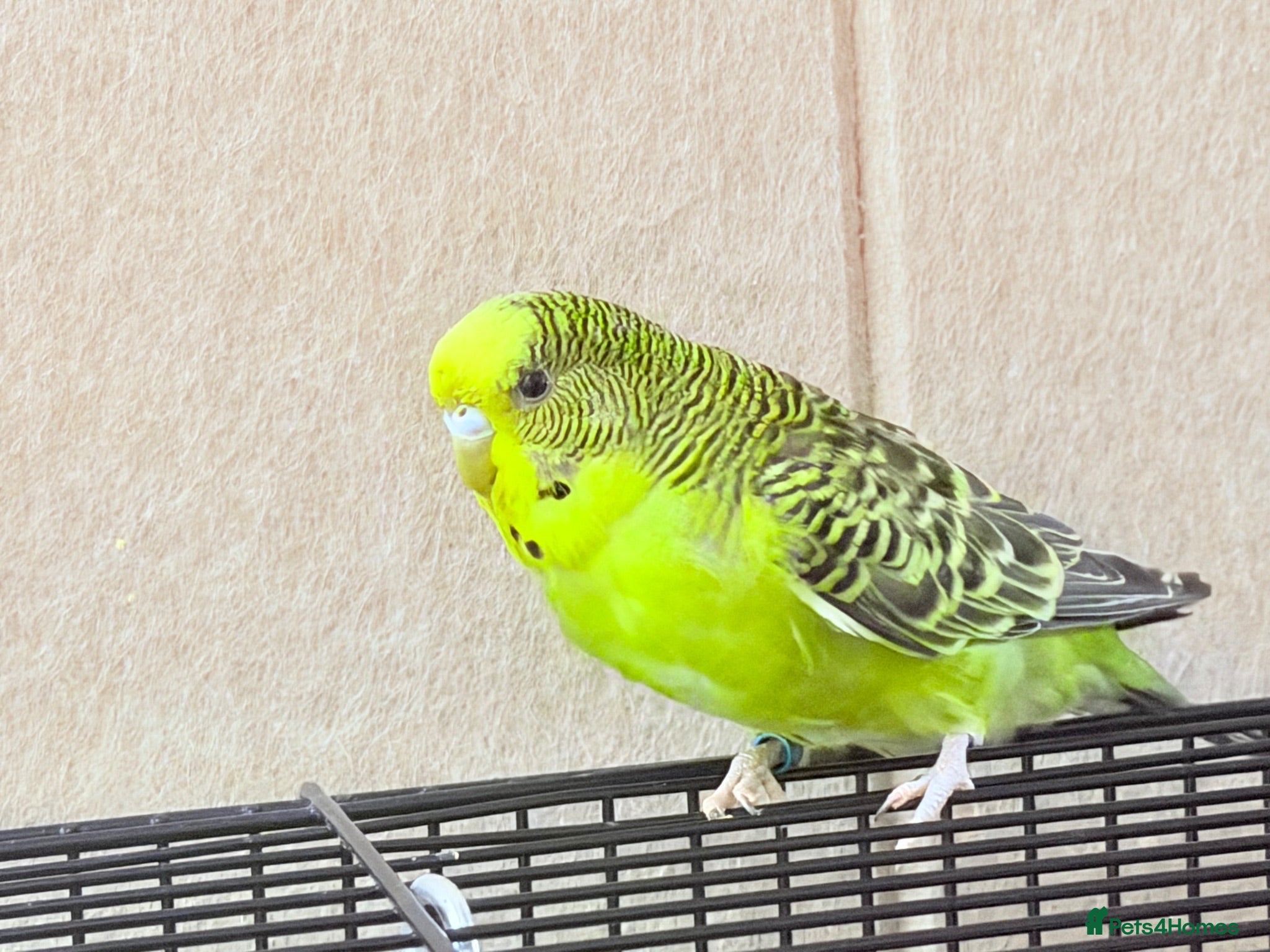 Budgerigars birds Beautiful budgies available  - Advert 2