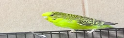 Budgerigars birds for sale: Beautiful budgies available  - Advert 5