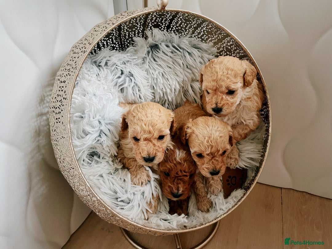 Maltipoo dogs for sale: maltipoo Puppies for sale  - Image 3