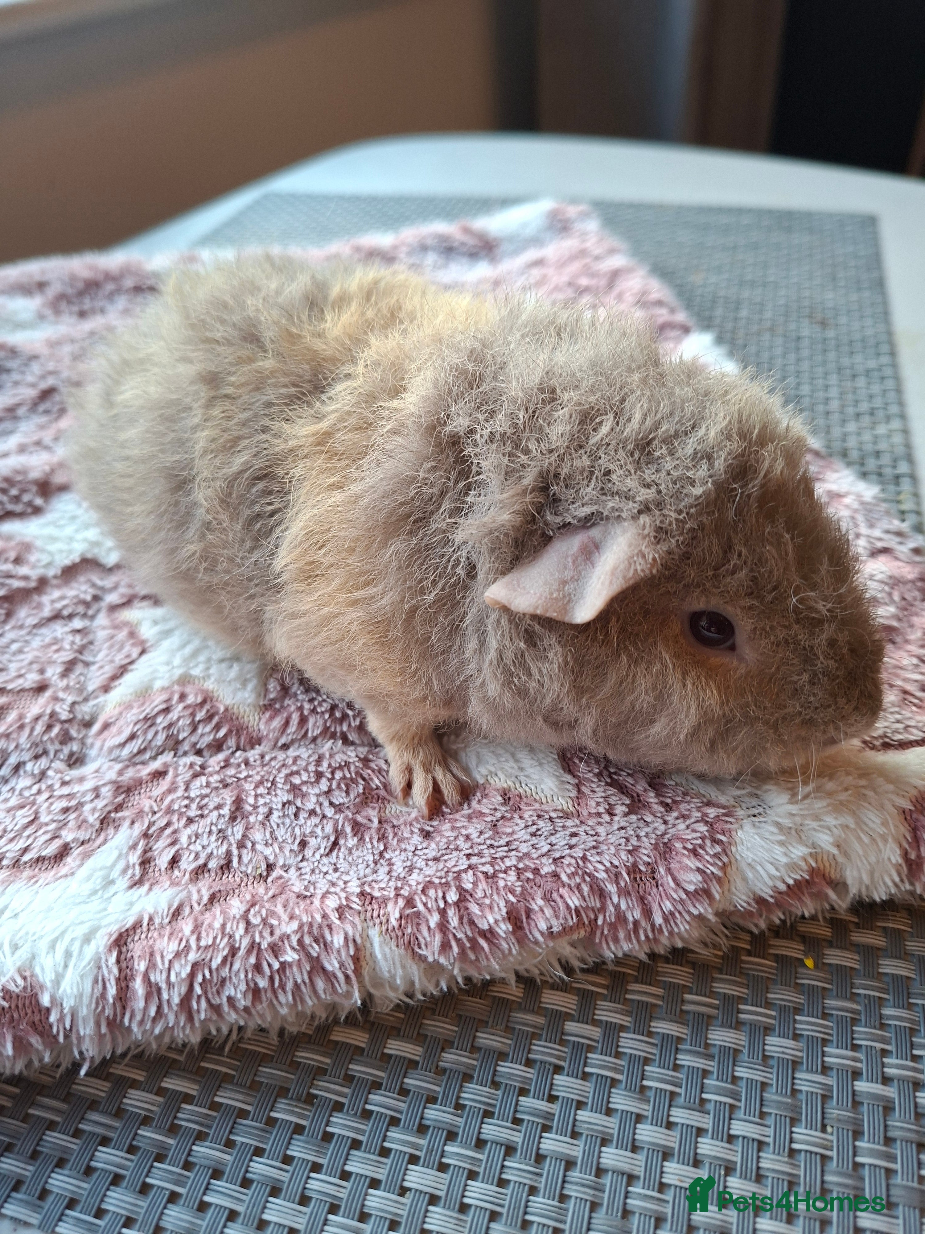 Guinea Pig rodents Gorgeous male and female Pure Teddy Guinea pigs  - Advert 1