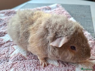 Guinea Pig rodents Gorgeous male and female Pure Teddy Guinea pigs - Advert 1