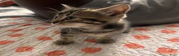 Mixed Breed cats for sale: Kittens  - Advert 17