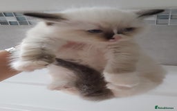 Ragdoll cats for sale: RAGDOLLS GIRLS BOYS BICOLOUR SEAL POINT BLUE EYES  - Image 17