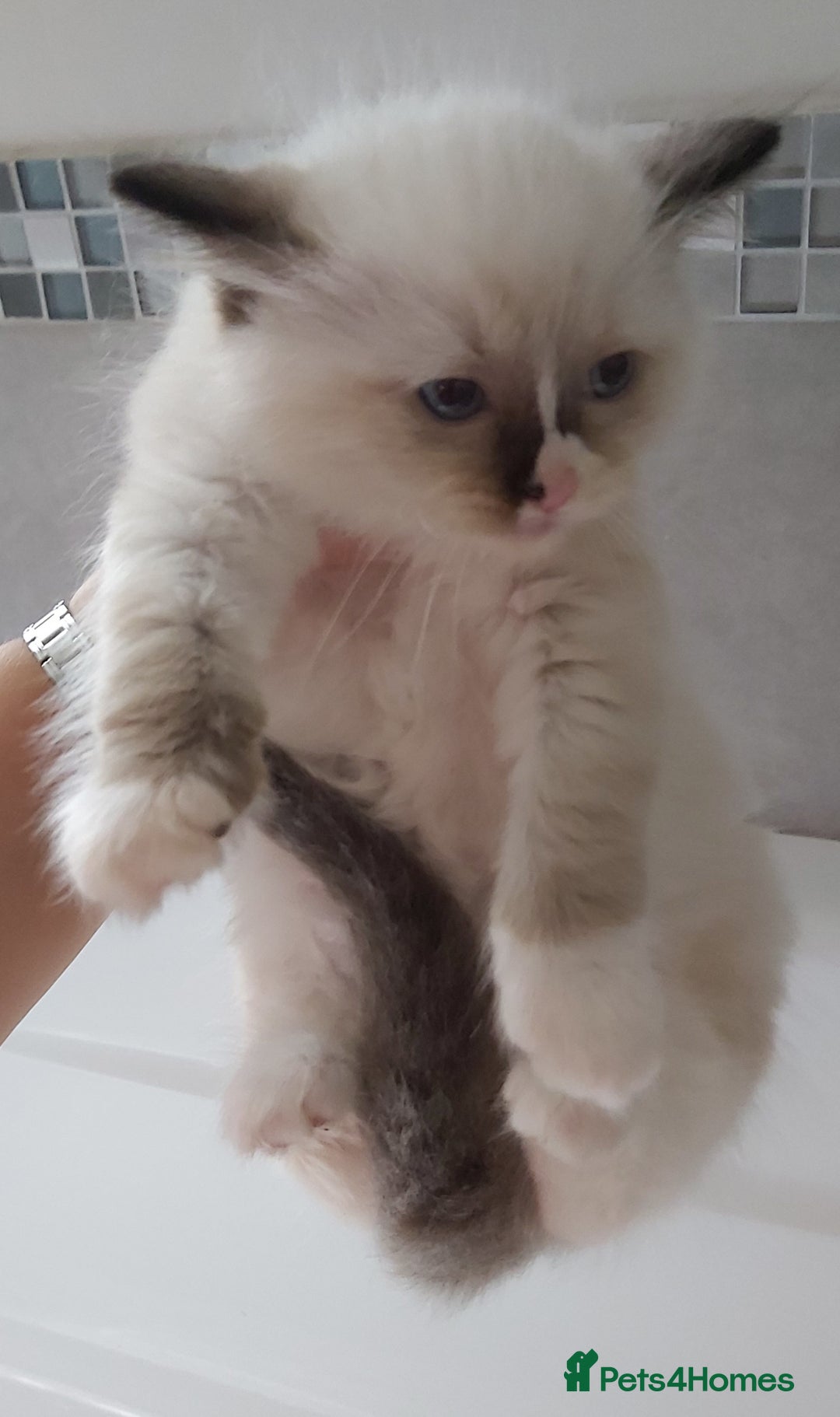 Ragdoll cats for sale: RAGDOLLS GIRLS BOYS BICOLOUR SEAL POINT BLUE EYES  - Image 17