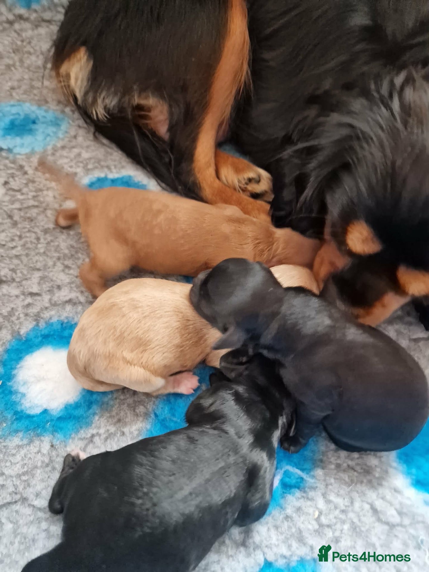 Cavapoo dogs Amazing F1 Cavapoos  - Advert 5