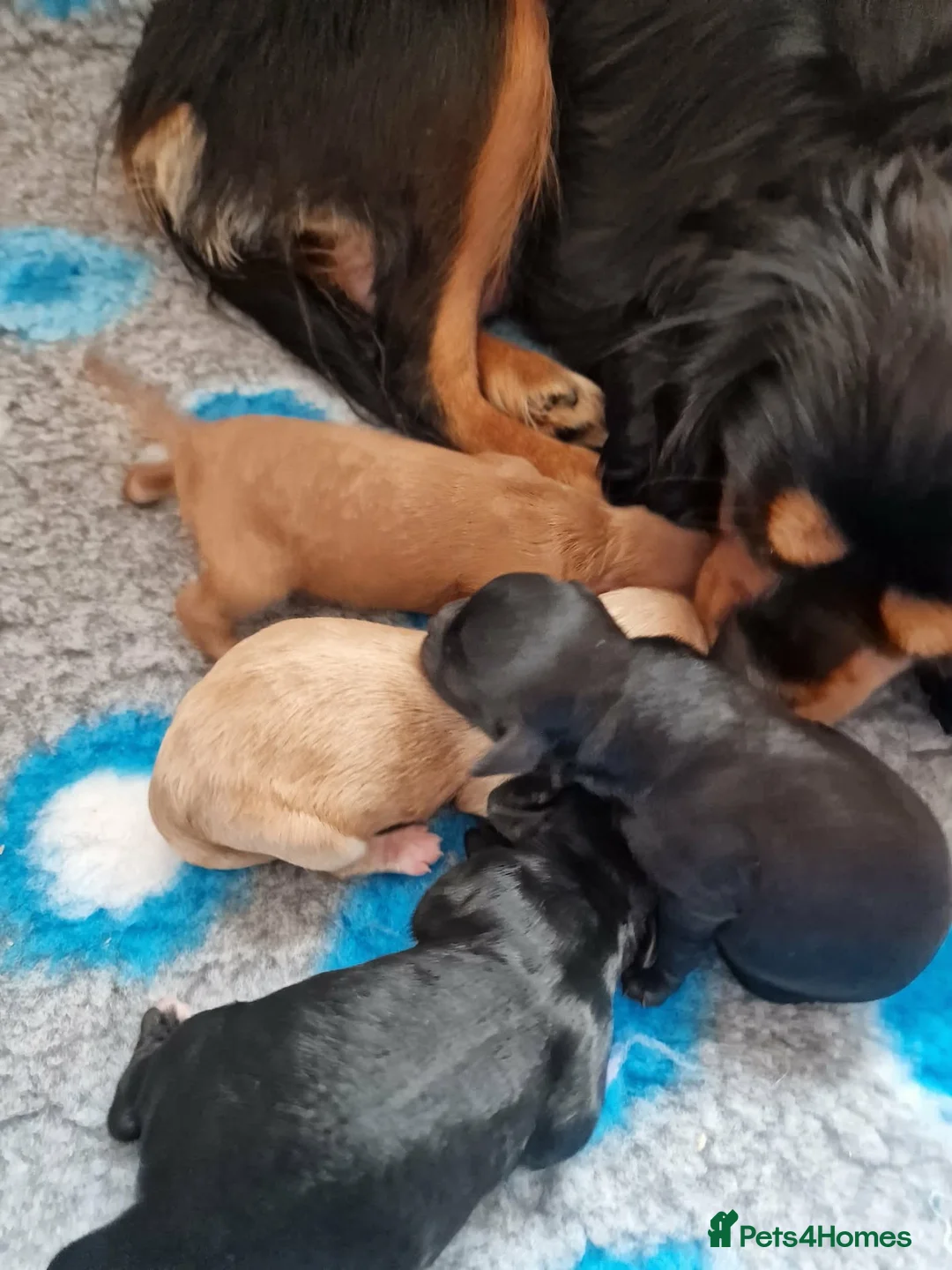 Cavapoo dogs for sale: Amazing F1 Cavapoos  - Advert 1