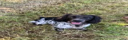English Springer Spaniel dogs for sale: English springer spaniel puppies for sale  in Abergele - Advert 3