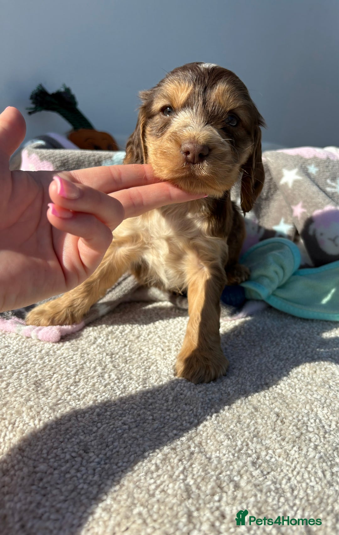 Cocker Spaniel dogs for sale: Show Cocker Spaniel puppies - Image 7