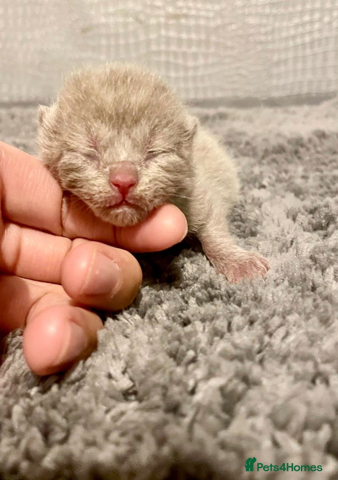 British Shorthair cats for sale: BRITISH SHORTHAIR KITTENS!!! 🐾🐾😻😻 - Advert 8