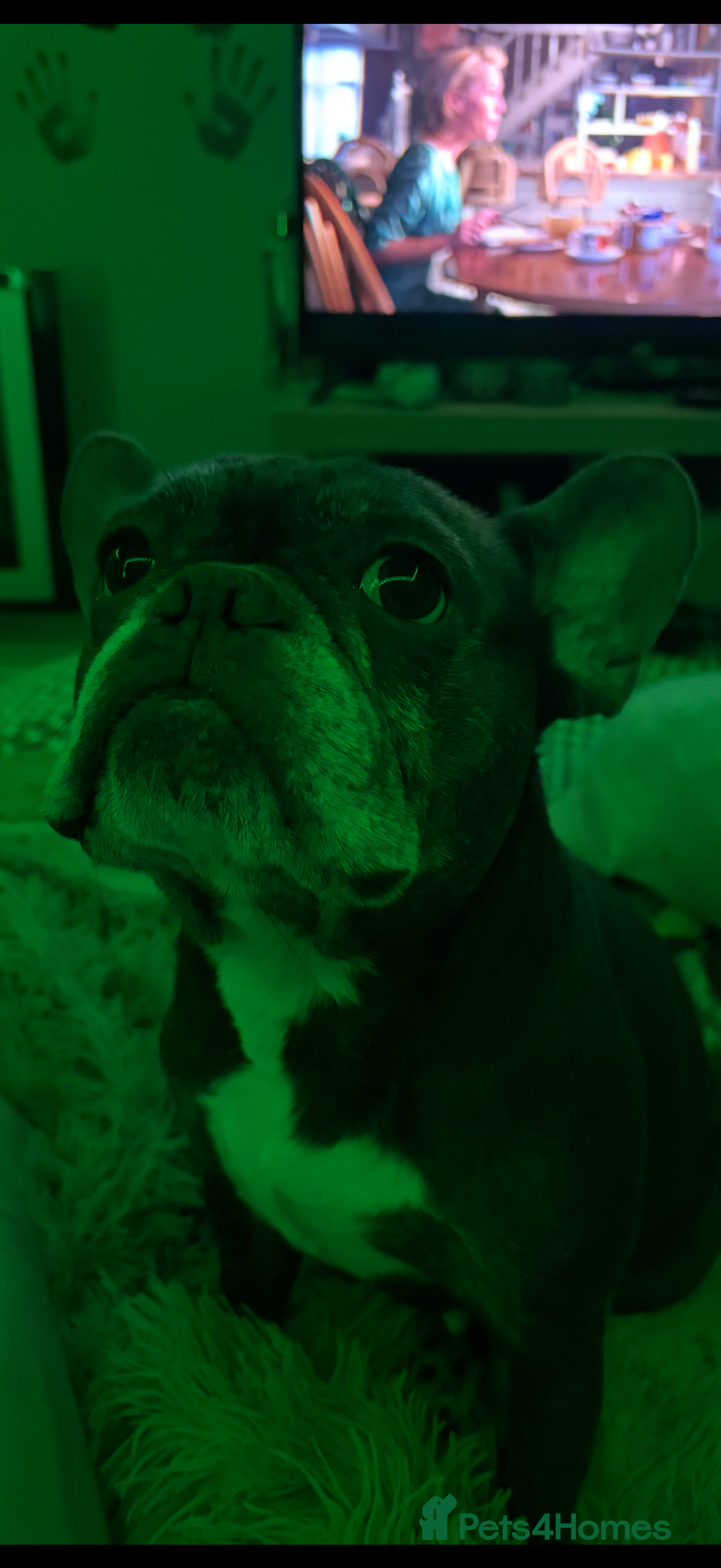 French Bulldog dogs for sale: Bella  - Advert 4