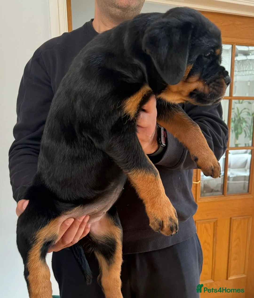 Rottweiler dogs for stud: HUGE HEALTH TESTED STUD - 0/0 hips 0/0 elbows in Bedford - Advert 18