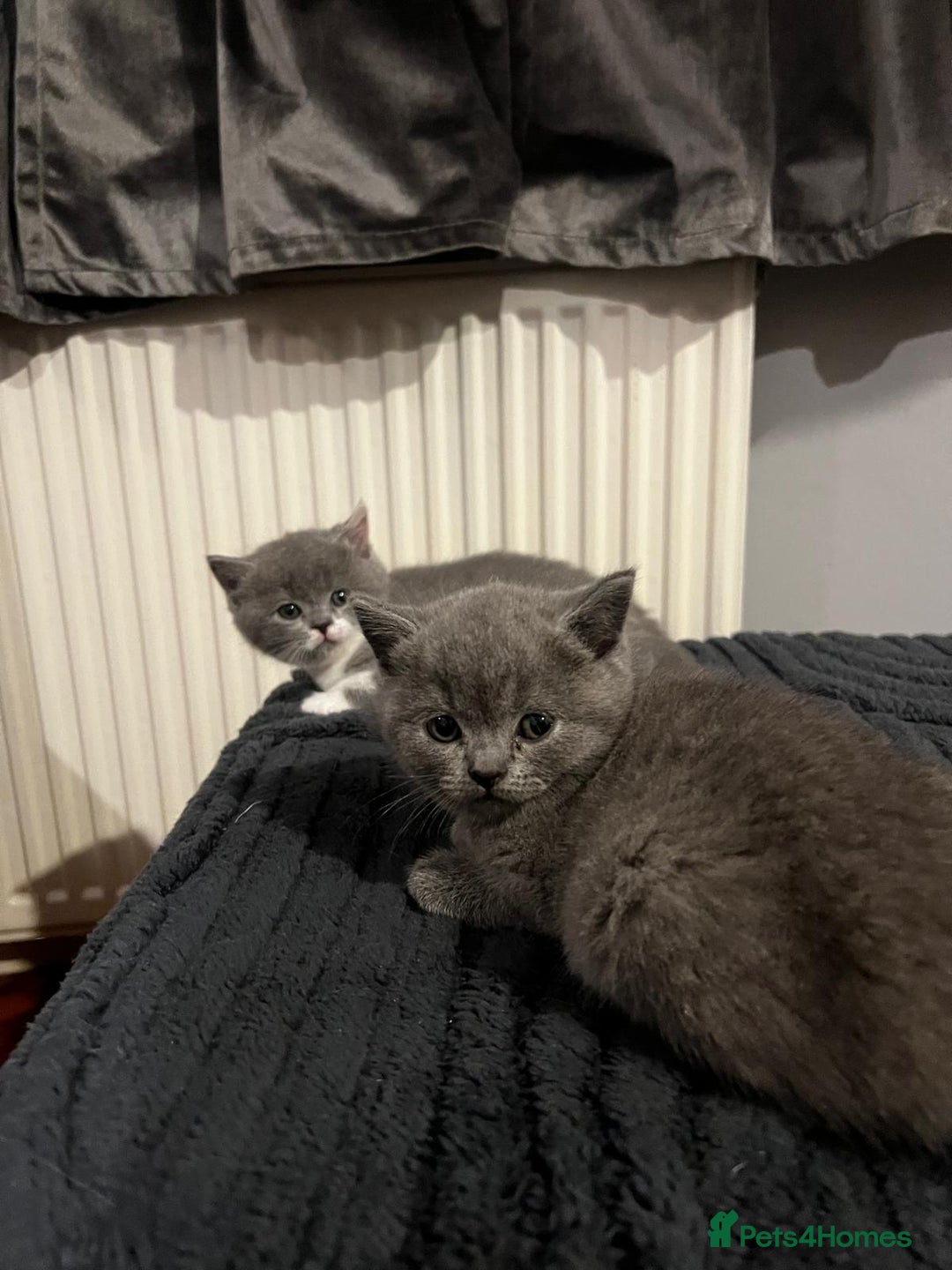 British Shorthair cats for sale: GCCF Registered Championship Line BSH Kittens - Image 11