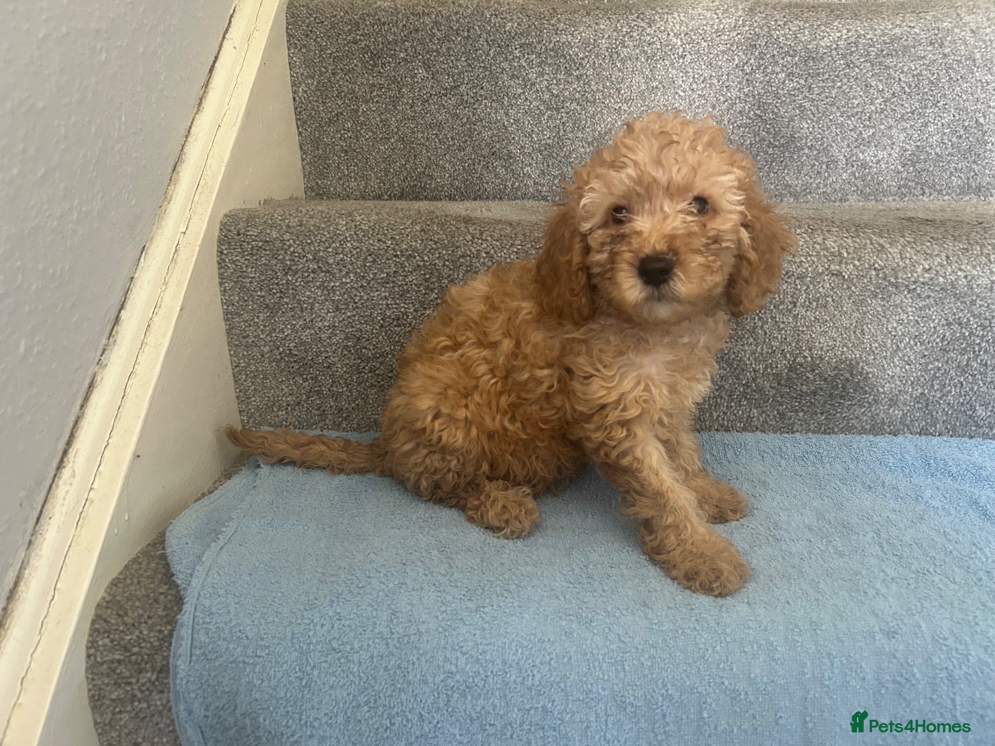 Cockapoo dogs 6 beautiful Cockapoo looking 4 their forever home  - Advert 2