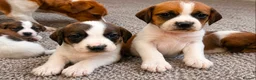 Mixed Breed dogs for sale: Beautiful Beagle Puppies in Warwick - Advert 3