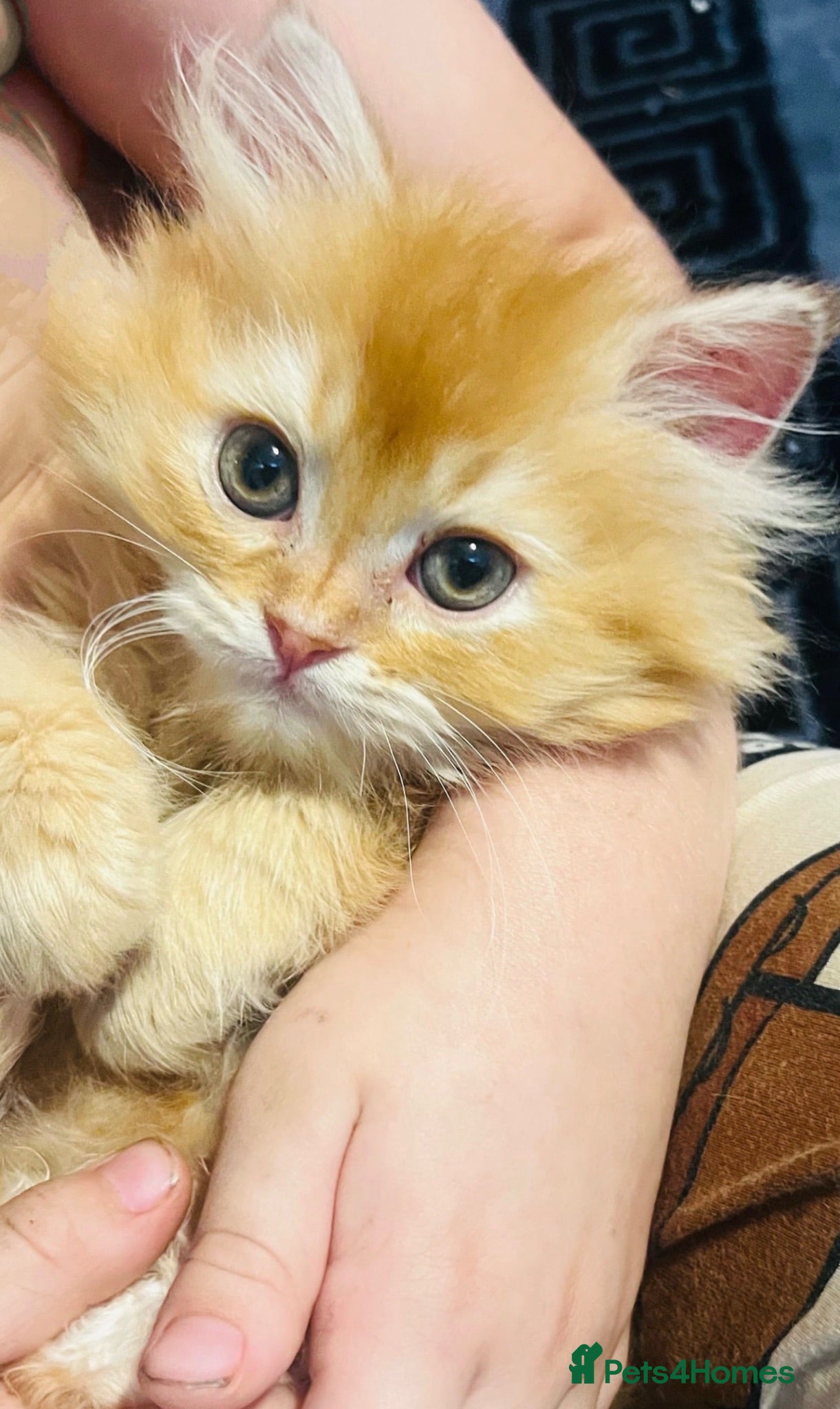 Persian cats Fluffy Persian kittens 🐱3 left - Advert 1