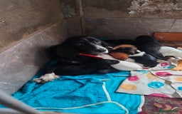 English Setter dogs for adoption: Setter x Pups (Rina's Puppies) - Image 1