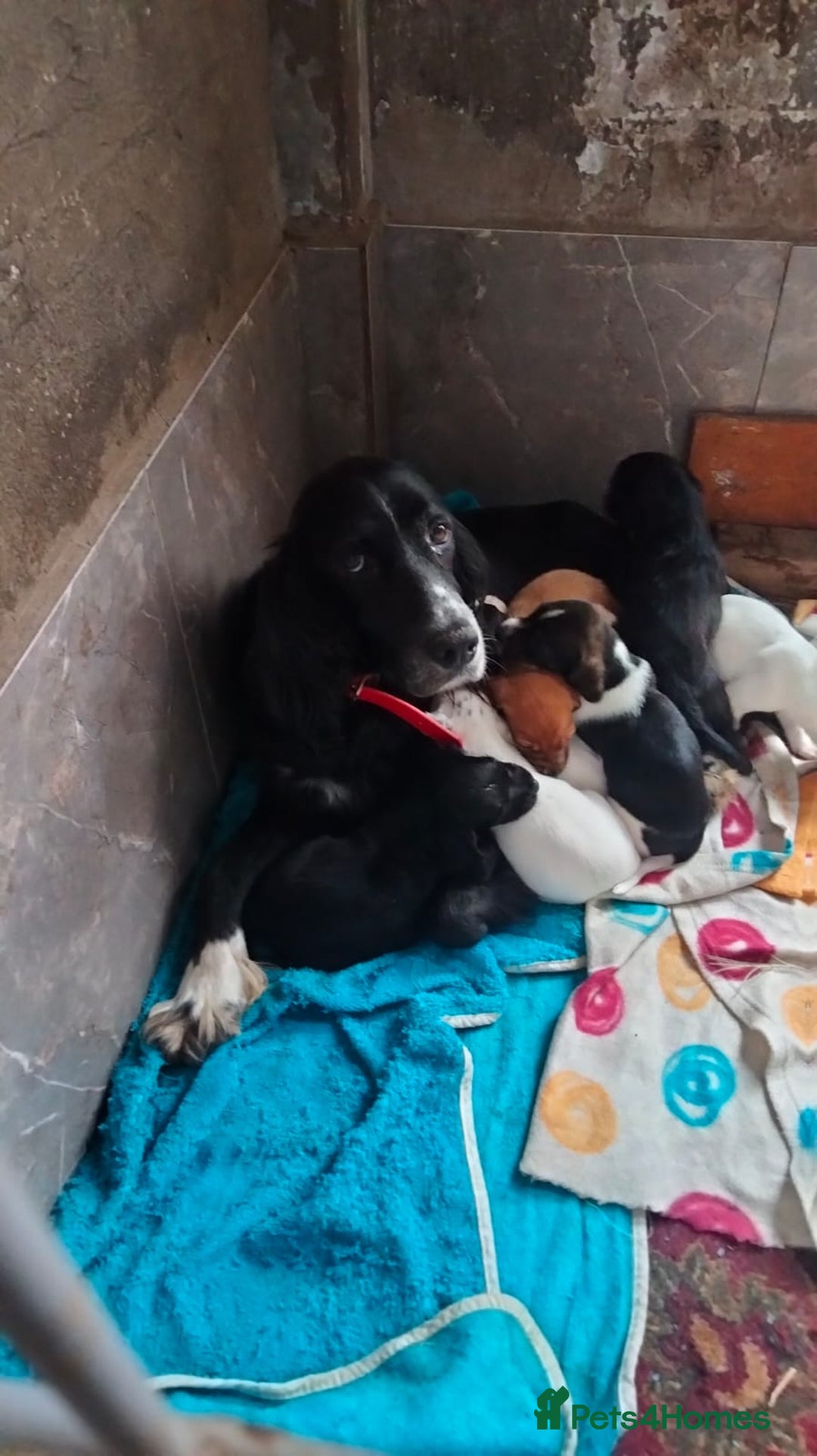 English Setter dogs for adoption: Setter x Pups (Rina's Puppies) - Image 1
