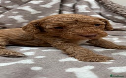 Cockapoo dogs for sale: Adorable cockapoo puppies for sale  - Image 5