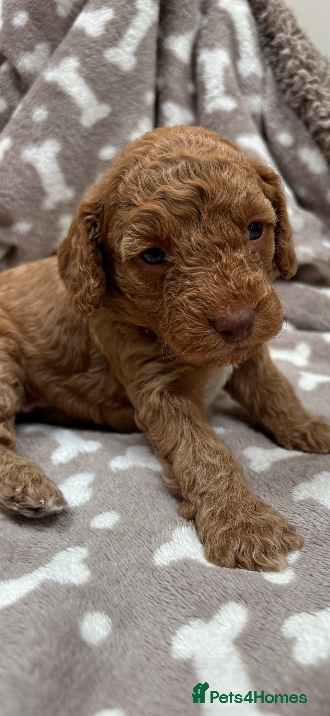 Cockapoo dogs for sale: Adorable cockapoo puppies for sale  - Image 5