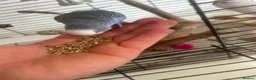 Mixed Breed birds for sale: Budgies - Advert 4