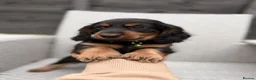 Dachshund dogs for sale: Ready now-1 Outstanding boy available🖤🐶❤️ - Advert 5