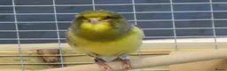 Canaries birds for sale: Gloster Canary Male - Advert 3