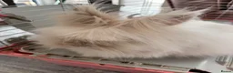 Mixed Breed rabbits for sale: 3 Teddydwarf bunnies looking for a new home.  - Advert 2