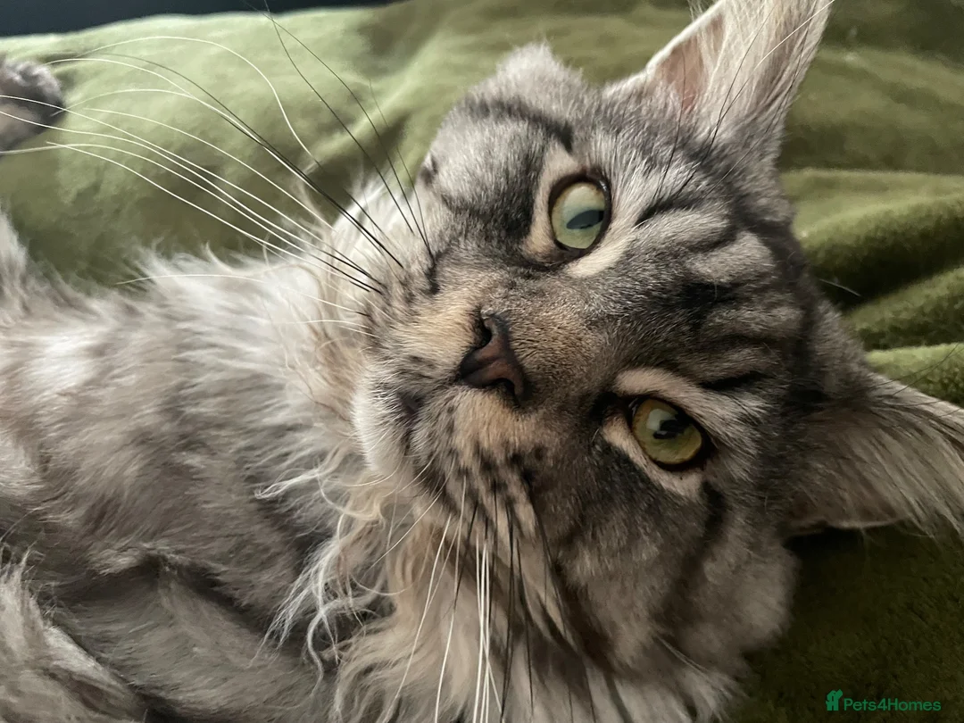Maine Coon cats for sale: Male Maine coon for adoption  - Advert 4