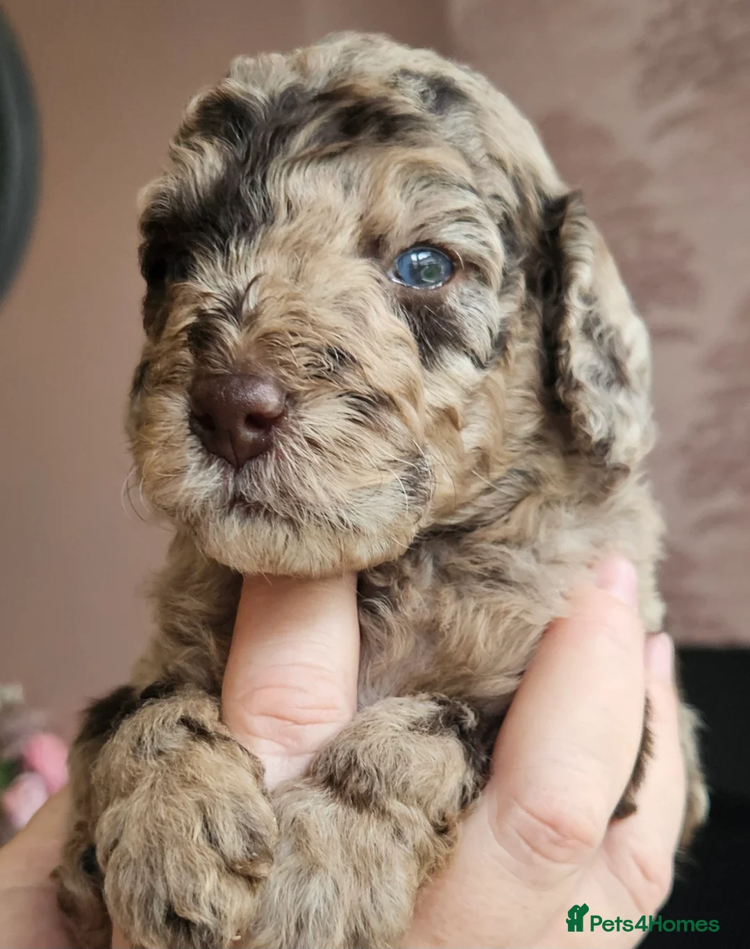 Cockapoo dogs for sale: Chocolate Merle Boy - Advert 15