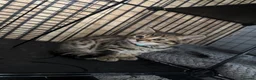 Mixed Breed cats for sale: British shorthair/bengal both mum&dad can be seen - Advert 14