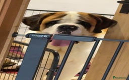Saint Bernard dogs for sale: Outstanding chunky Saint Bernard puppies for sale - Image 16